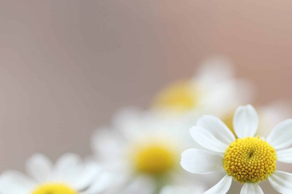 Découvrez les vertus traditionnelles et apaisantes du savon de Marseille pour votre peau