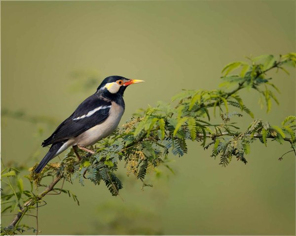 Astuces pour des pieds doux et sans callosités