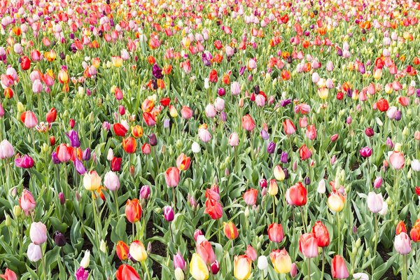 Astuces pour des cheveux lisses et sans frisottis